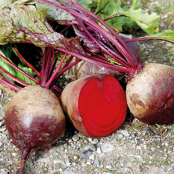 Beetroot 'Gesche' - Organic Seeds
