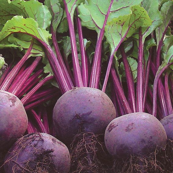 Beetroot (Organic) Seeds - Rhonda