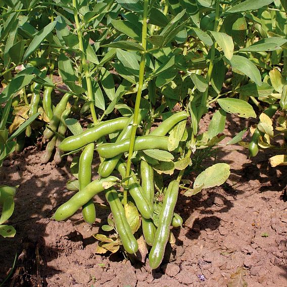 Broad Bean 'Ratio' - Organic Seeds