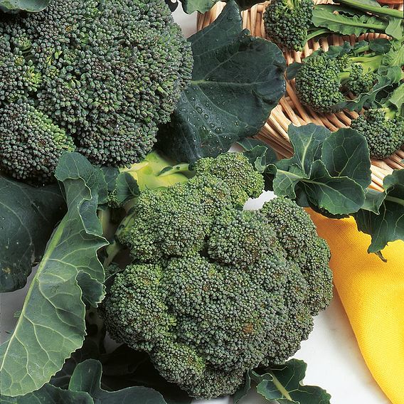 Broccoli Green Sprouting - Organic Seeds