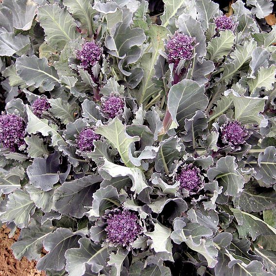 Broccoli Purple Sprouting 'Santee' F1 - Organic Seeds