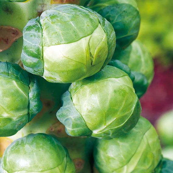 Brussel Sprouts 'Igor' F1 - Organic Seeds