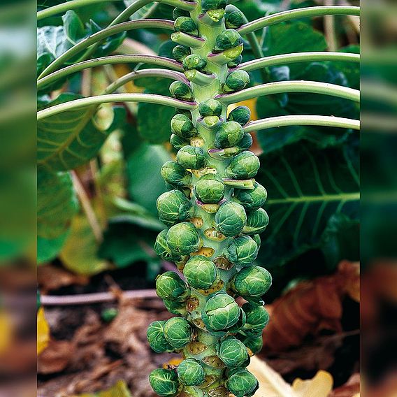 Brussels Sprout 'Groninger' - Organic Seeds