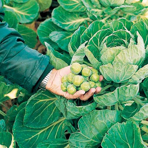 Brussels Sprout 'Nautic' F1 - Organic Seeds