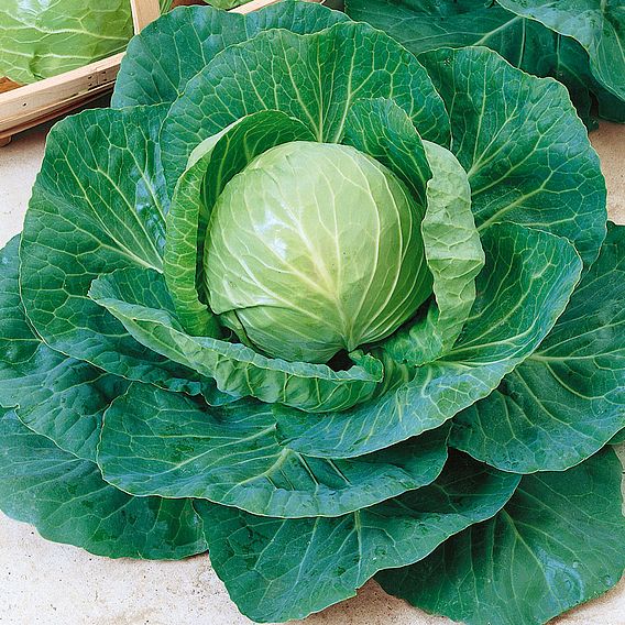 Cabbage 'Green Express' - Organic Seeds