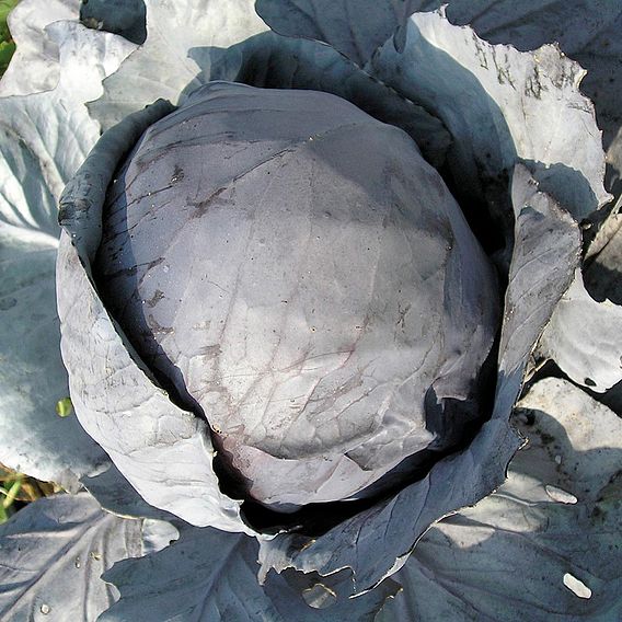 Cabbage 'Amarant' (Langedijker Bewaar 2) - Organic Seeds