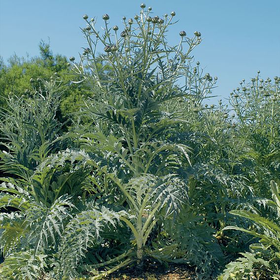 cardoon (Organic) Seeds