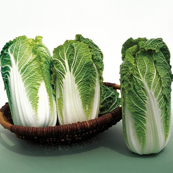 Cabbage 'Chinese Kaboko' F1 - Organic Seeds