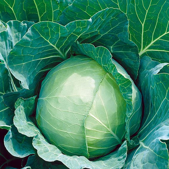 Cabbage 'Enkhuizen 2' - Organic Seeds