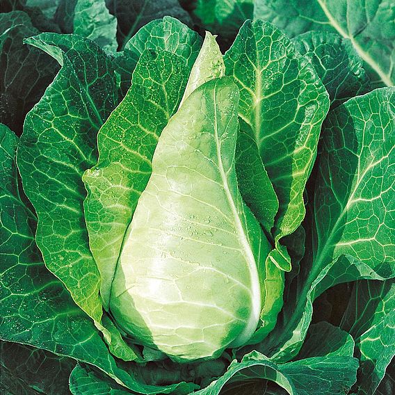 Cabbage Filderkraut (Organic) Seeds