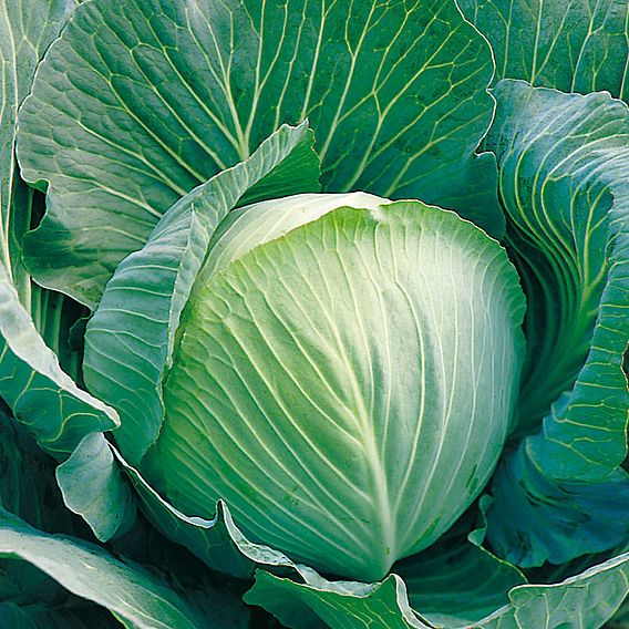 Cabbage 'Langedijk' (Langedijker Bewaar) - Organic Seeds