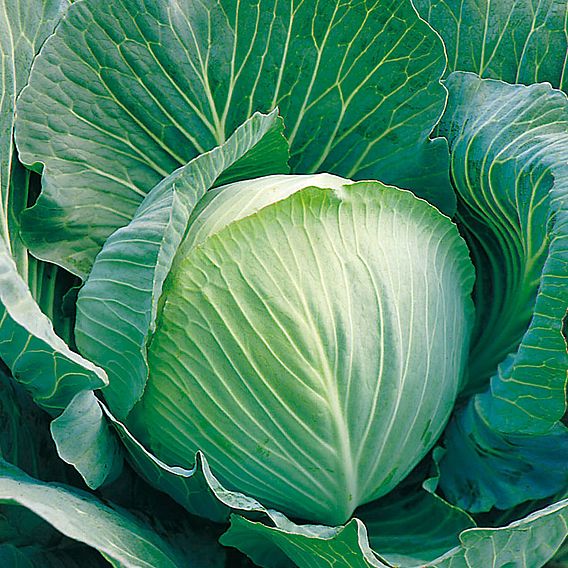 Cabbage Langedijk (Langedijker Bewaar) (Organic) Seeds