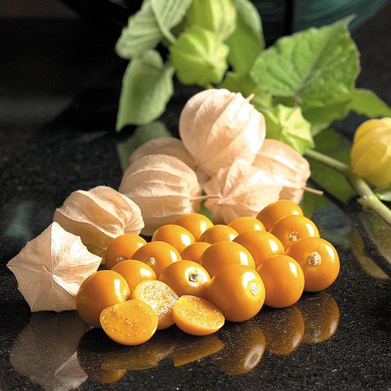 Cape Gooseberry (Organic) Seeds