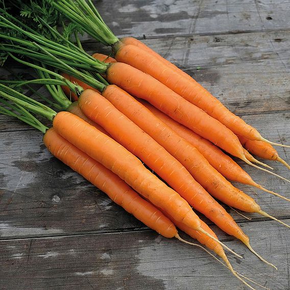 Carrot 'Amsterdam Forcing' - Organic Seeds
