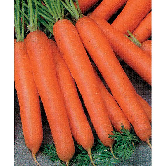 Carrot 'Berlicum' - Organic Seeds