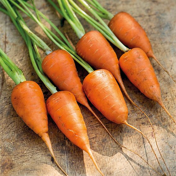 Carrot 'Chantenay' - Organic Seeds