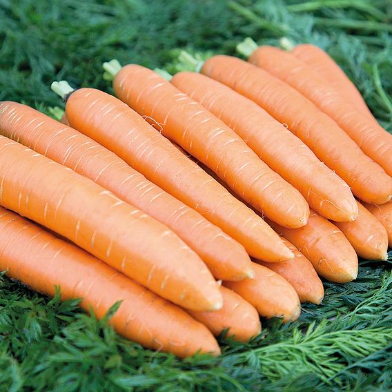 Carrot 'Dolciva' - Organic Seeds
