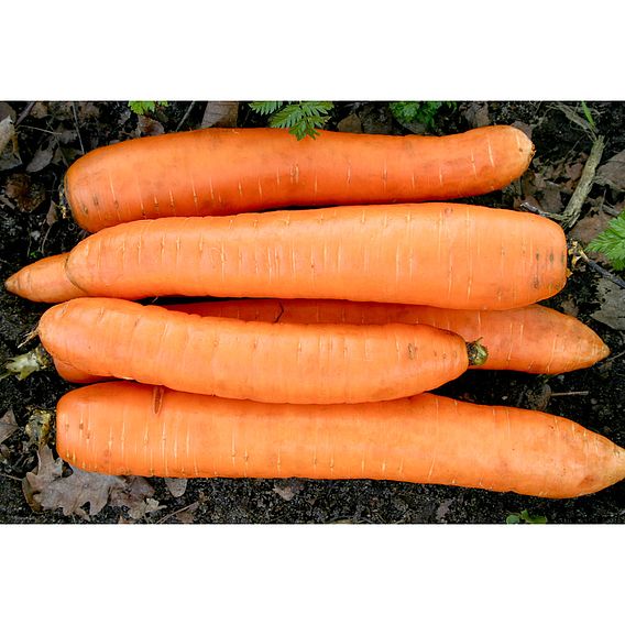 Carrot 'Flakkee' - Organic Seeds