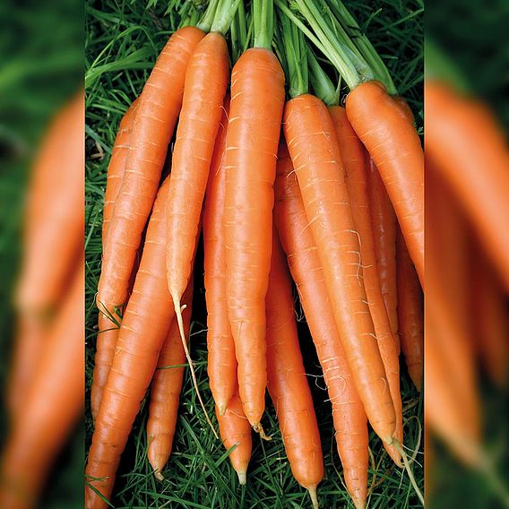 Carrot 'Nantes 2' - Organic Seeds