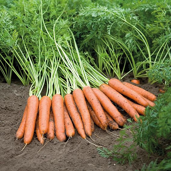 Carrot Napoli F1 (Organic) Seeds