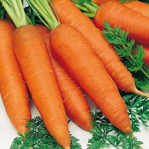 Carrot Rothild (Organic) Seeds