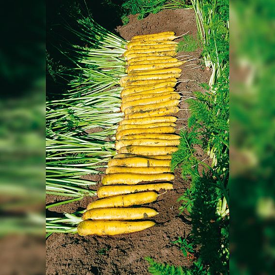 Carrot 'Yellowstone' - Organic Seeds