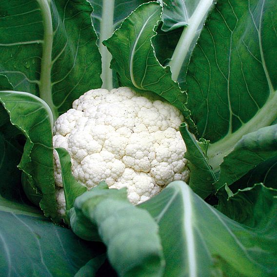 Cauliflower Alpha (Organic) Seeds