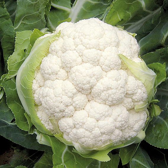 Cauliflower Belot F1 (Organic) Seeds