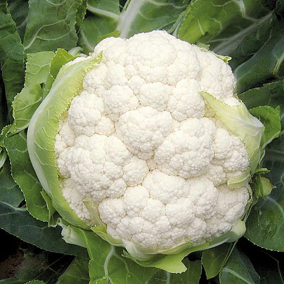 Cauliflower 'Belot' F1 - Organic Seeds