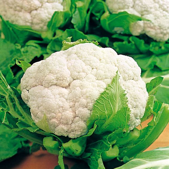 Cauliflower 'Flora Blanca' - Organic Seeds