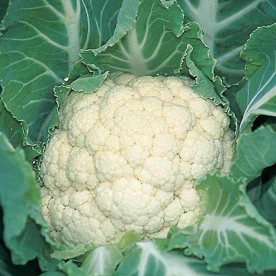 Cauliflower (Organic) Seeds - F1 Medallion
