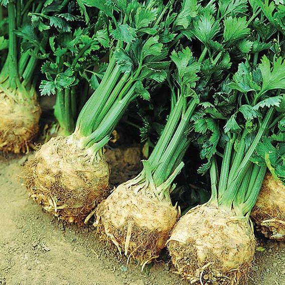 Celeriac - Prinz (Organic) Seeds
