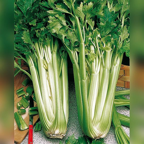 Celery 'Green Utah' - Organic Seeds