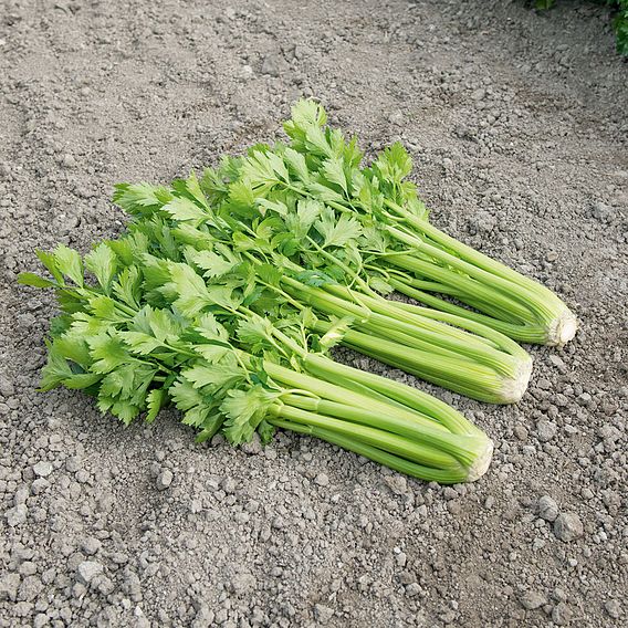 Celery 'Tango' - Organic Seeds