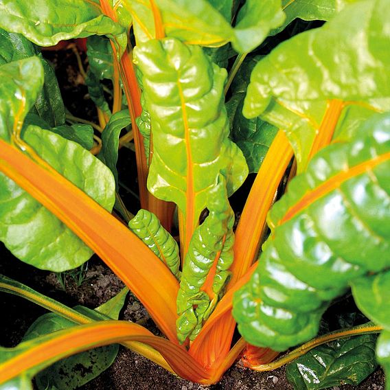 Chard 'Sunset' - Organic Seeds