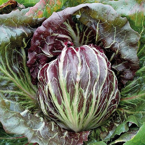 Radicchio 'Palla Rossa' - Organic Seeds