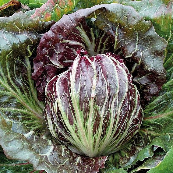 Radicchio Palla Rossa (Organic) Seeds