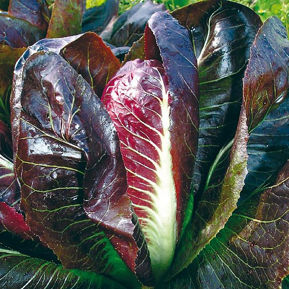 Chicory 'Rossa Di Treviso' - Organic Seeds