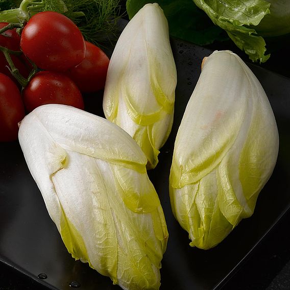 Chicory 'Witloof Zoom' - Organic Seeds