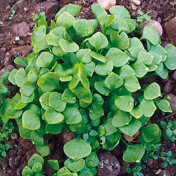 Claytonia (Organic) Seeds