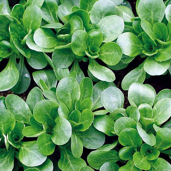 Corn Salad 'Granon' - Organic Seeds