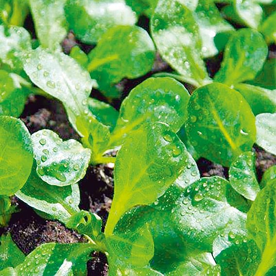 Corn Salad 'Vit' - Organic Seeds