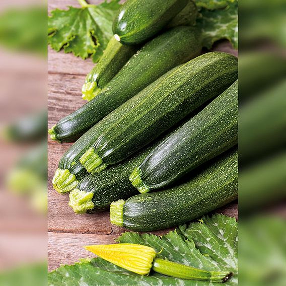 Courgette 'Alberello Di Sarzana' - Organic Seeds