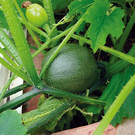 Courgette 'Rondo Di Nizza' - Organic Seeds
