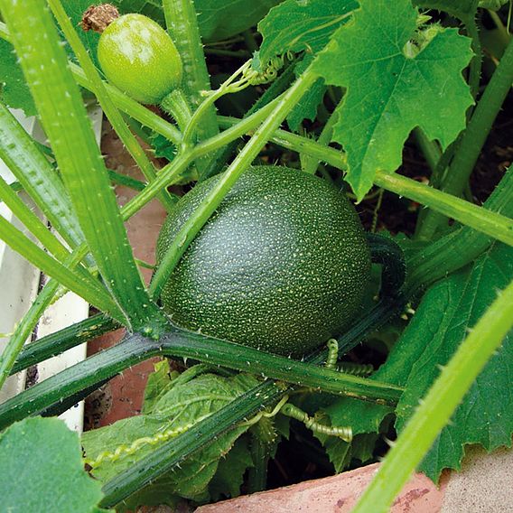 Courgette Rondo Di Nizza (Organic) Seeds