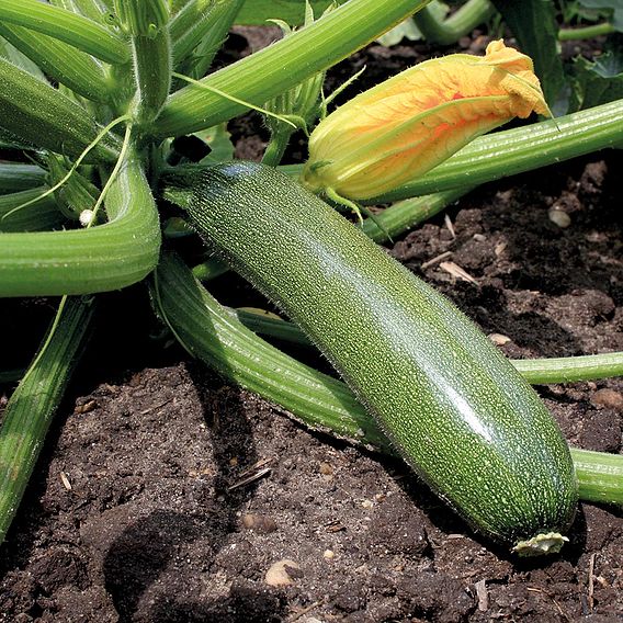 Courgette 'Zucchini' - Organic Seeds