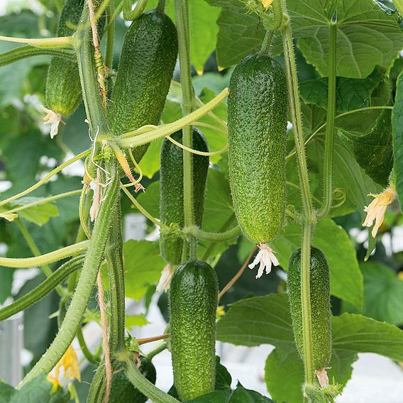 Cucumber Cornichon Adam F1 (Organic) Seeds