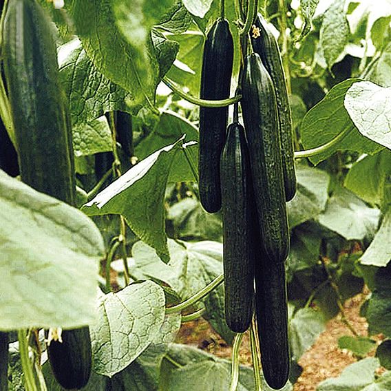 Cucumber 'Flamingo' F1 - Organic Seeds