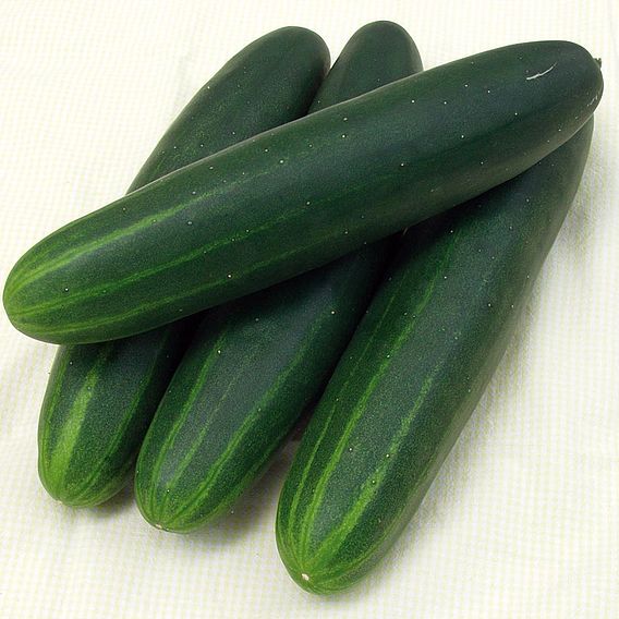 Cucumber Sonja (Organic) Seeds