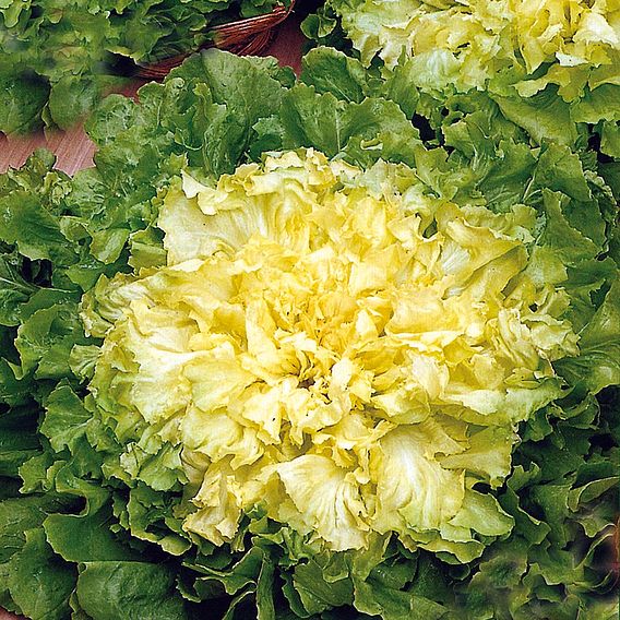 Endive 'Blonde Full Heart' - Organic Seeds